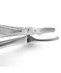 Extracting Forceps Fig.2 Upper Laterals and Canines